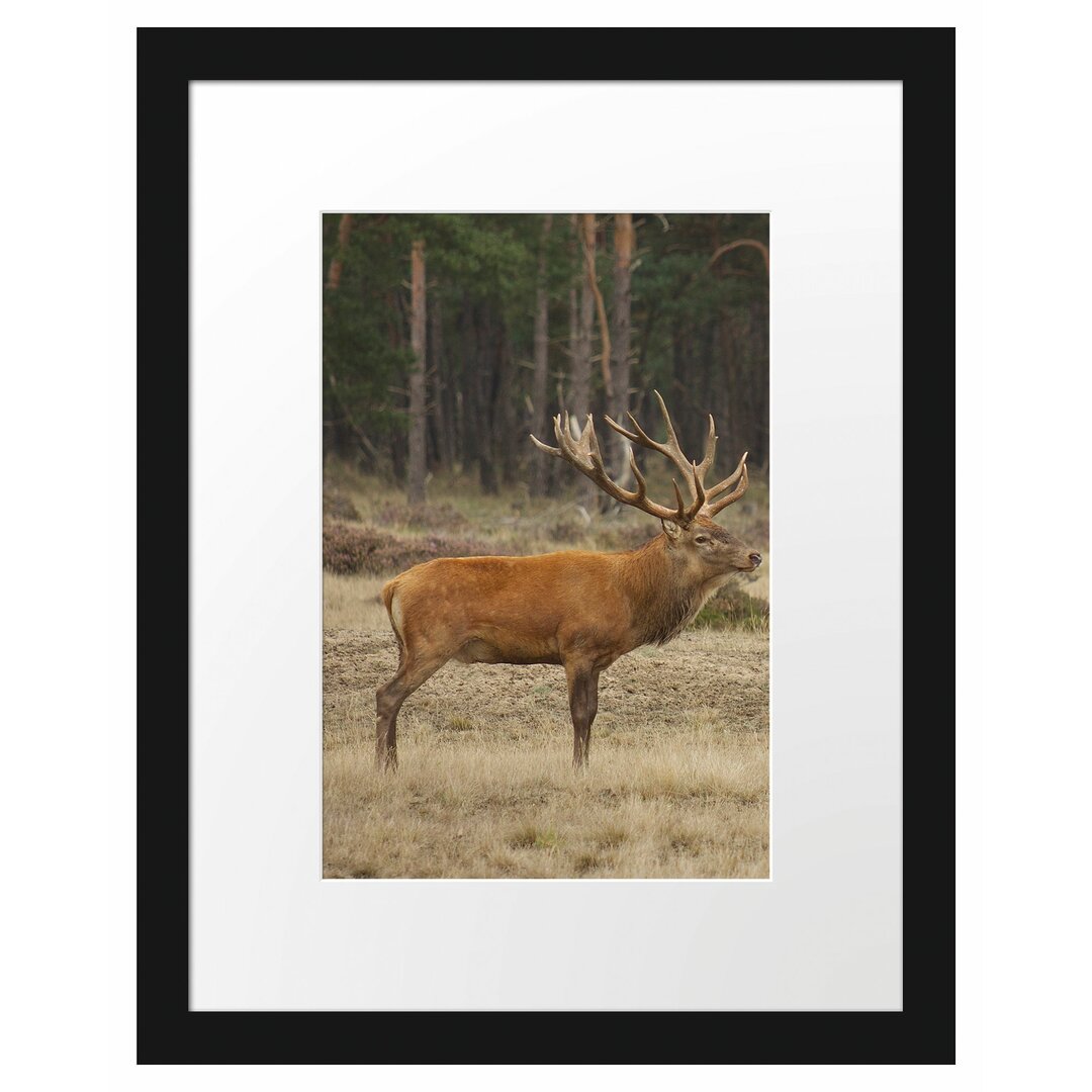 Gerahmtes Poster Hirschfamilie auf Waldlichtung