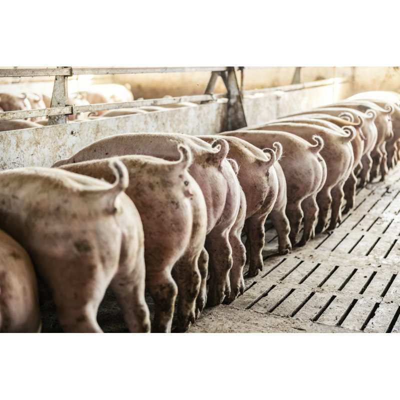 Kibler Pig Breeding - Wrapped Canvas Print, 30cm H x 46cm W x 3.8cm D