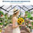 Black 6x6 Ft Large Walk-in Outdoor Greenhouse with Polycarbonate Panels, Aluminum Frame, Adjustable Roof Vent and Sliding Door for Winter Garden Planting-124939719