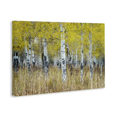"Dense Birch Trees", art mural par Rick Berk