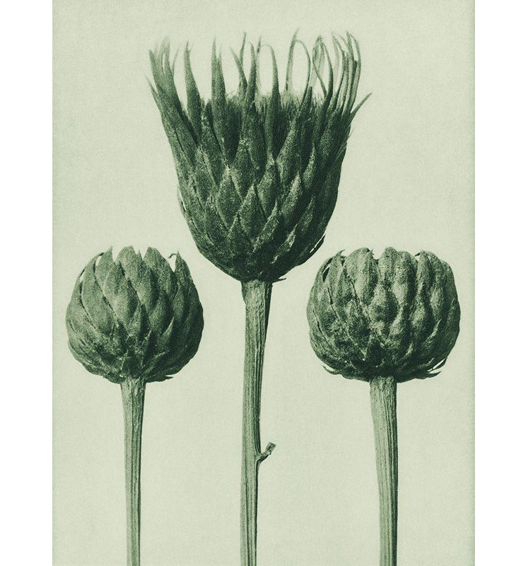 Art sur toile, Blatfeldt, Karl: Serratula Nudicaulis