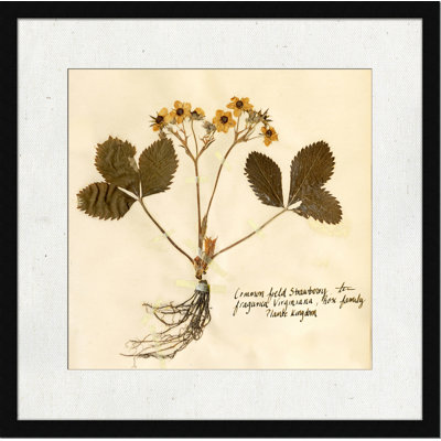 Pressed Botanical 5 Print