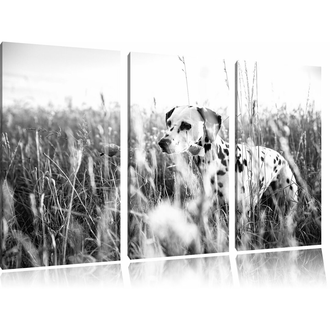 3-tlg. Leinwandbilder-Set „Neugieriger Hund im Feld“, Fotodruck