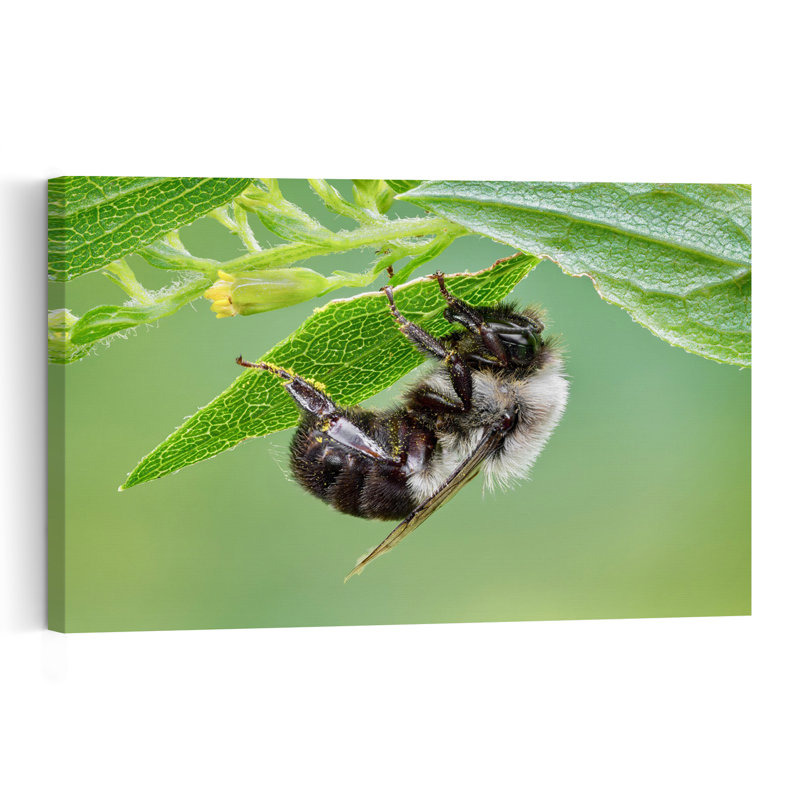 Abeille duveteuse sous une feuille, abeille abstraite vibrante, fleur, nature, affiche murale, H 32 po x l 48 po