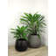 Faux calathea botanique au fini vert-1369256153