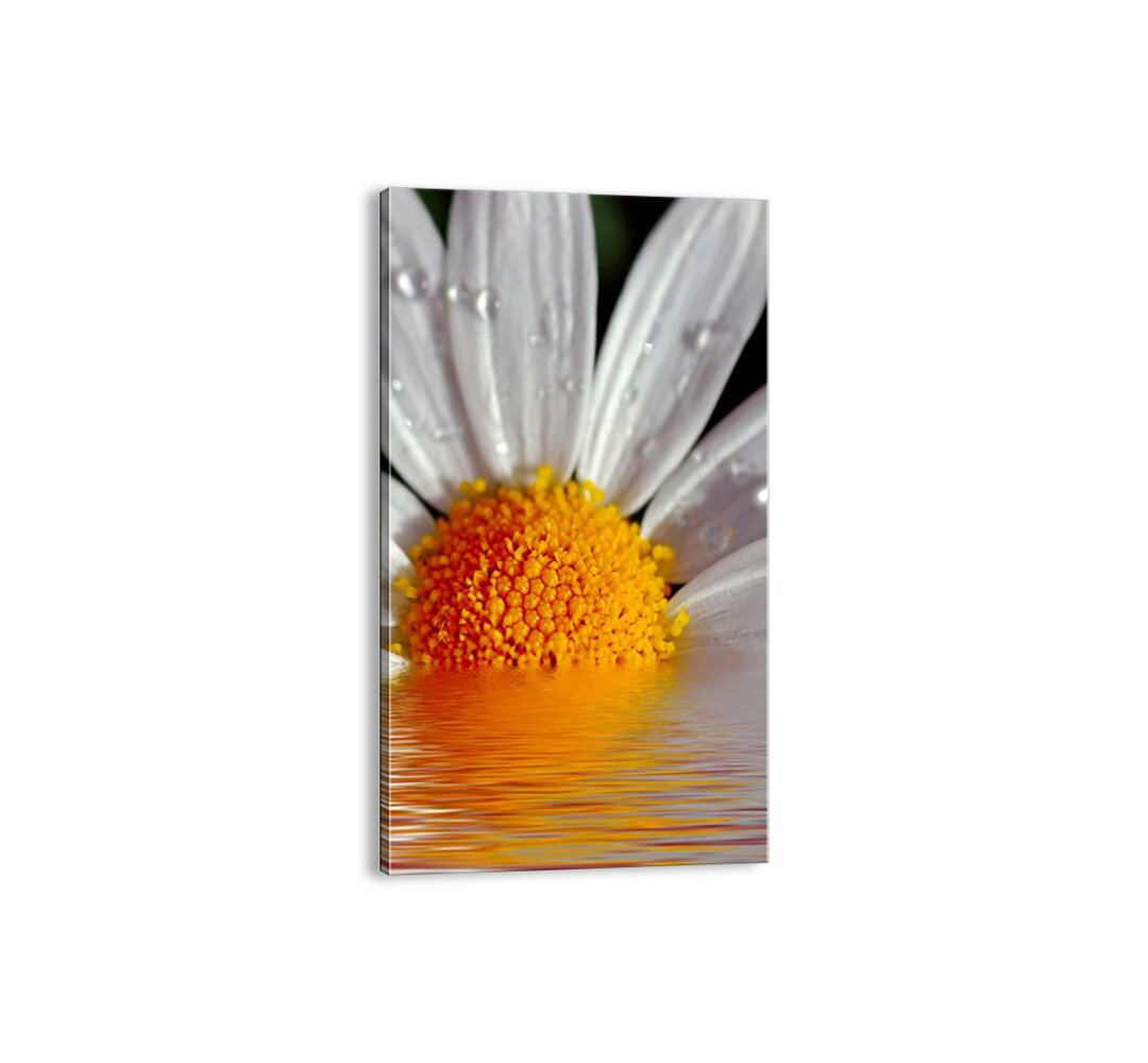 Leinwandbild - Fotografie „Sun Rising Daisies”