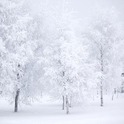 " Winter Forest "