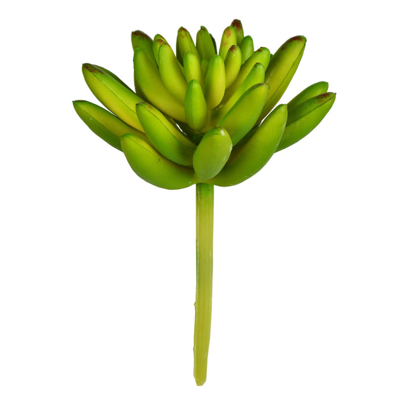 Succulent Arrangement