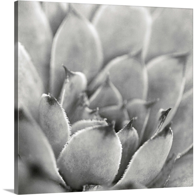 «Garden Succulent I», art mural sur toile, Toile tendue, H 20 po x l 20 po x P 1,25 po