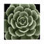 Green Succulent IV by Mia Jensen - Wrapped Canvas Print-373187875