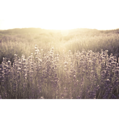Fairytale field Wall Art on Canvas