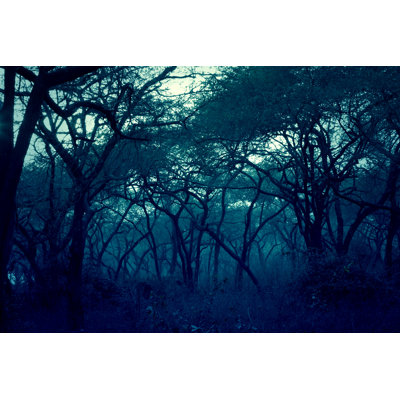 Dark forest 607904588