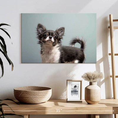 Brampt Long Haired Chihuahua