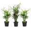 Live Parlor Palm Plant Set