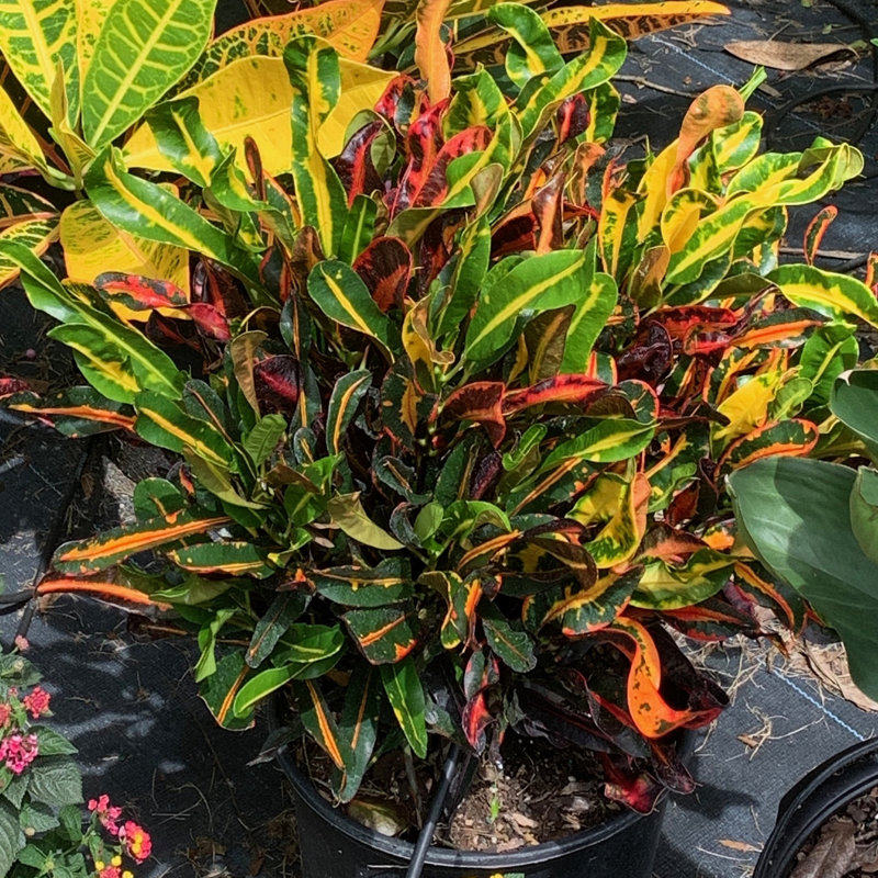 OnlinePlantCenter Live Foliage Plant in Pot