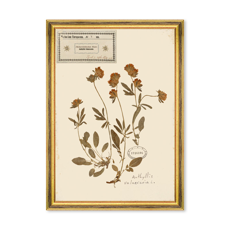 HERBARIUM ALPINIUM V