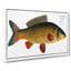 Carp Fish by M.E. Bloch - Wrapped Canvas Painting Print-55313626
