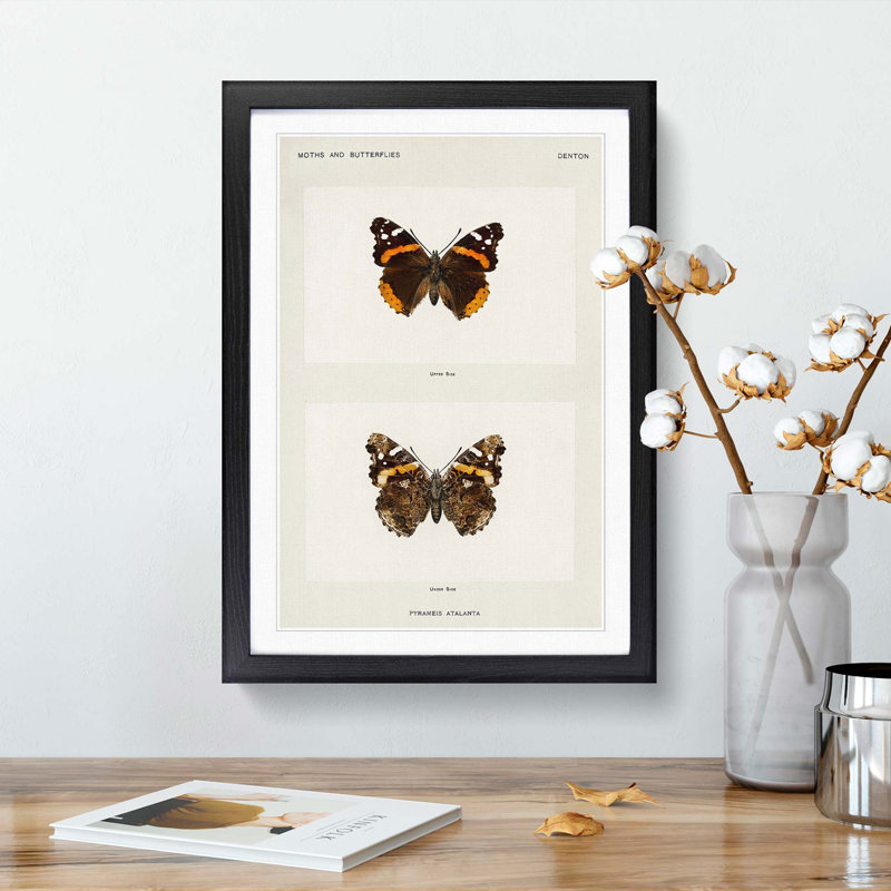 Red Admiral Butterfly by S.F. Denton - Picture Frame Painting Print, 36cm H x 27cm W x 2cm D, Black Framed