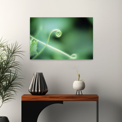 Gros plan sur une plante verte spirale recroquevillée, art mural contemporain