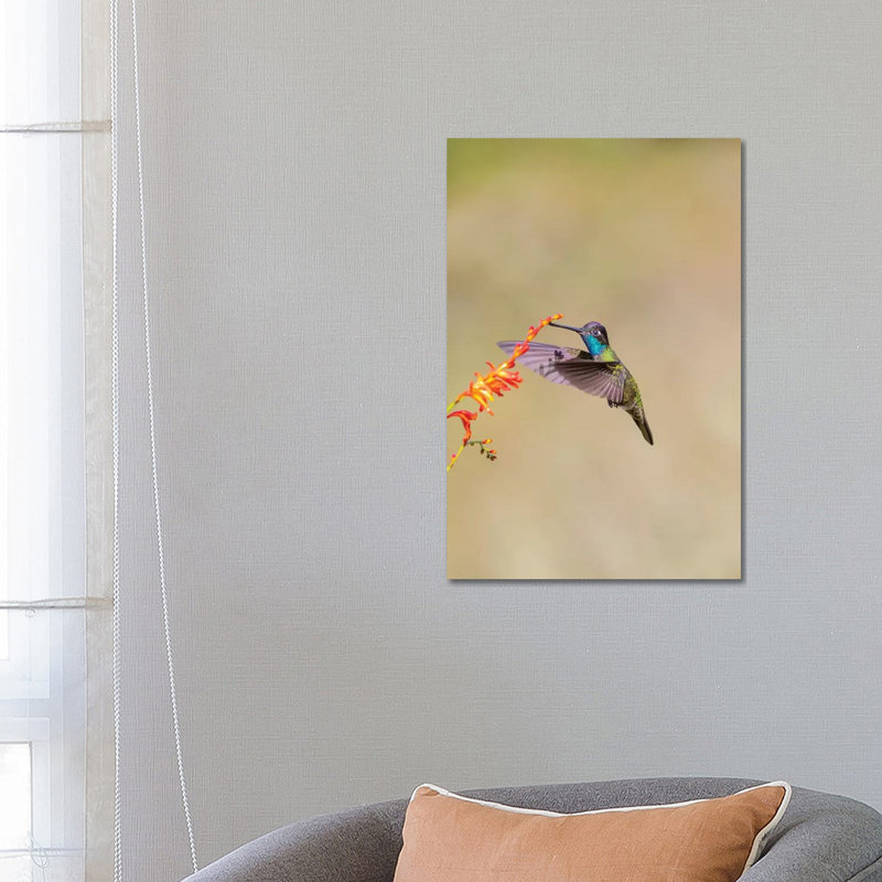 Central America, Costa Rica. Male Talamanca Hummingbird Feeding. by Jaynes Gallery - Wrapped Canvas Gallery-Wrapped Canvas Giclée