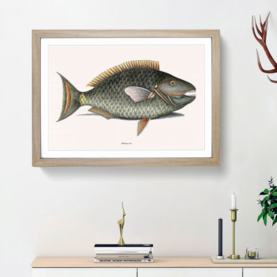 Parrot Fish by Mark Catesby - Picture Frame Painting Print