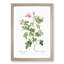 Wild Rose in Pink by Pierre-Joseph Redoute - Picture Frame Painting Print-55612302-55612300