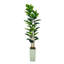 180cm Plant