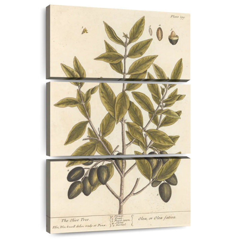 Keiri Olive Branch II, 38" H x 24" W