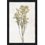 «Farmhouse Pressed Flower II» par Natalie Carpentieri - Peinture-1285158872-1285156896