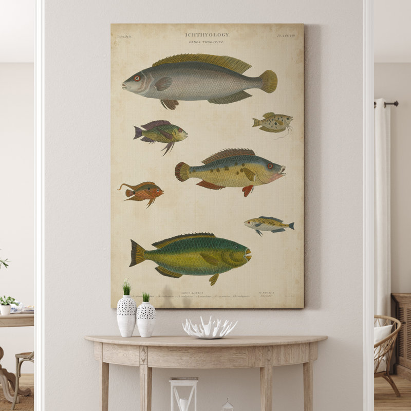 Reproduction d’art sur toile tendue « ichthyology II », H 20 po x l 16 po x P 1 po