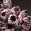 Genuine Purple Acorn Barnacle Cluster (1.5 Lbs)
