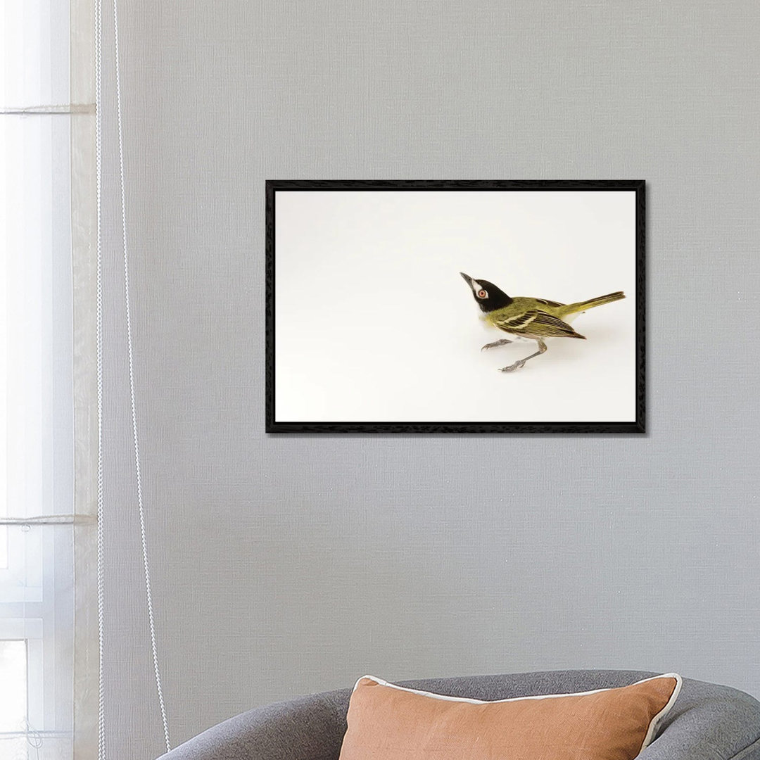 A Black-Capped Vireo At Fort Hood, Texas von Joel Sartore - Gallery-Wrapped Canvas Giclée on Canvas