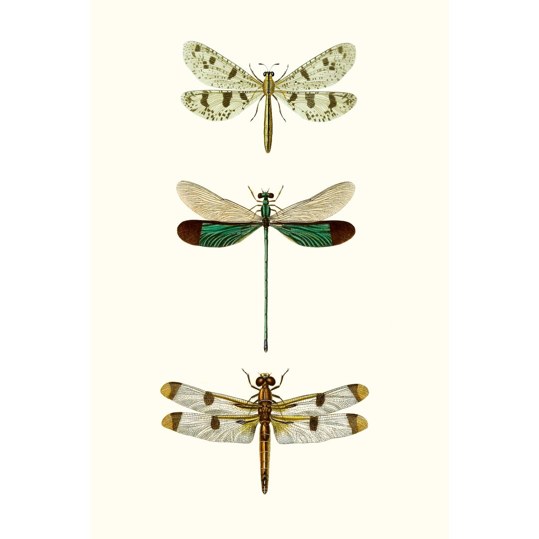 Leinwandbild Entomology Series VII von Blanchard