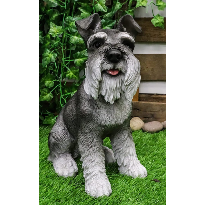 Gibsonburg, grand adorable chiot schnauzer