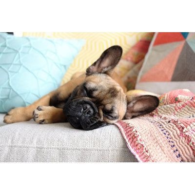 Lazy French Bulldog - Wrapped Canvas Print