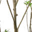 Pieris artificiel-116775858