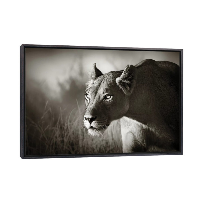 «Lionne Stalking» par Johan Swanepoel - reproduction de photo, H 26 po x l 40 po x 1,5 po, Toile avec cadre noir patiné