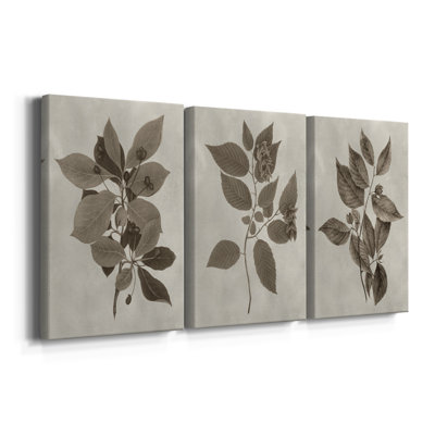 Arbor Specimen I  -Custom Wrapped Gallery Canvas - 3 Pieces