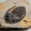 Genuine Hollardops Mesacristata Trilobite On Matrix (1.7 Lbs)
