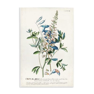 «Botanical Plant Illustration Flowers and Leaves Vintage», impression