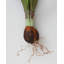 Real Touch White Narcissus 13”