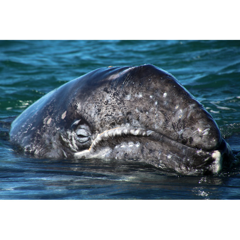 Grauwalkalb - Wrapped Canvas Print, 61cm H x 91cm W x 3.8cm D