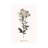 Sketchbook Leadwort by Kelly Donovan - Wrapped Canvas Gallery-Wrapped Canvas Giclée