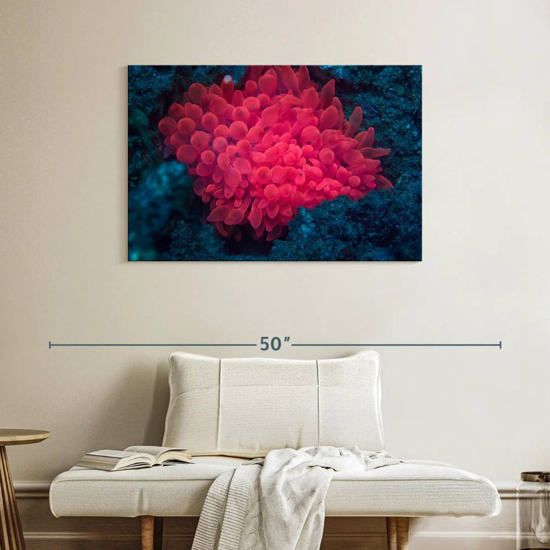 Rose corail, H 26 po x l 39 po