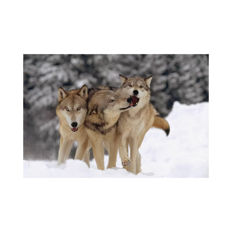 Timber Wolf Trio Playing In Snow, Montana by Tim Fitzharris - Wrapped Canvas Print, 66.04 cm H x 45.72 cm W x 1.91 cm D