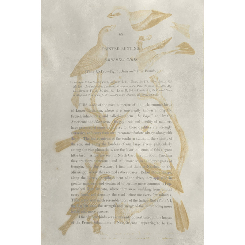 Ornithology Impressions II 1 Piece Wrapped Canvas Painting, 30cm H x 20cm W x 3.8cm D