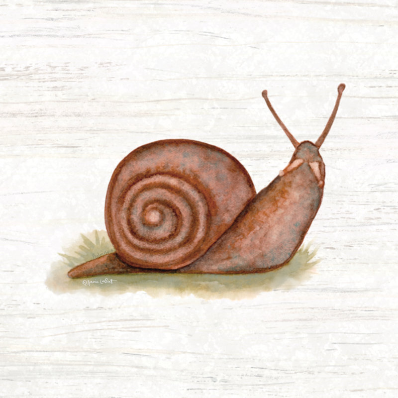 Honeybloom Snail by Annie LaPoint, Walnut Single Framed,Paper, No Mat, 30" H x 30" W