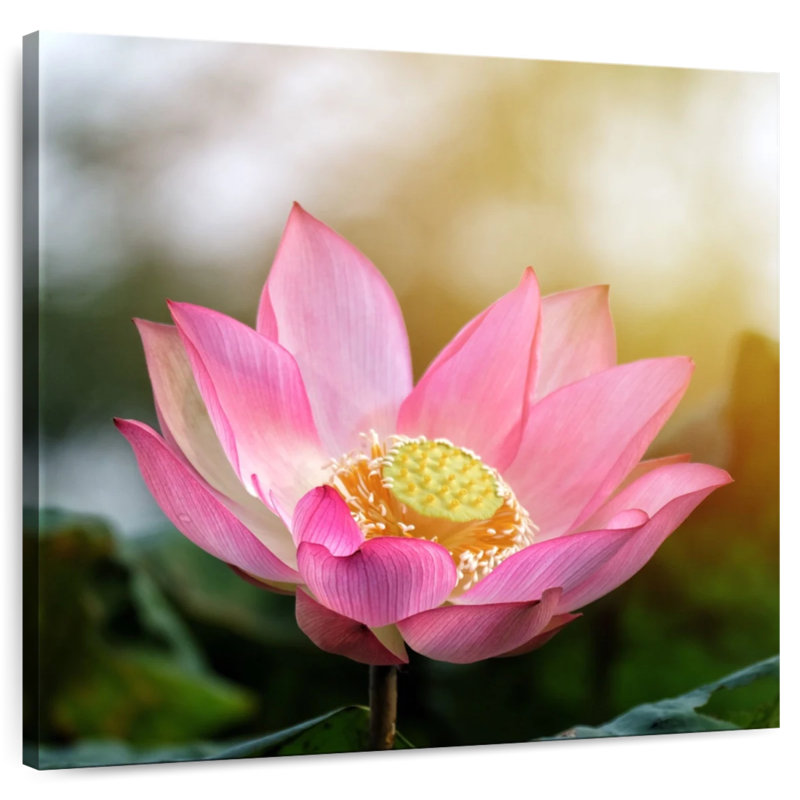 Harnek Lotus au soleil, H 16 po x l 16 po