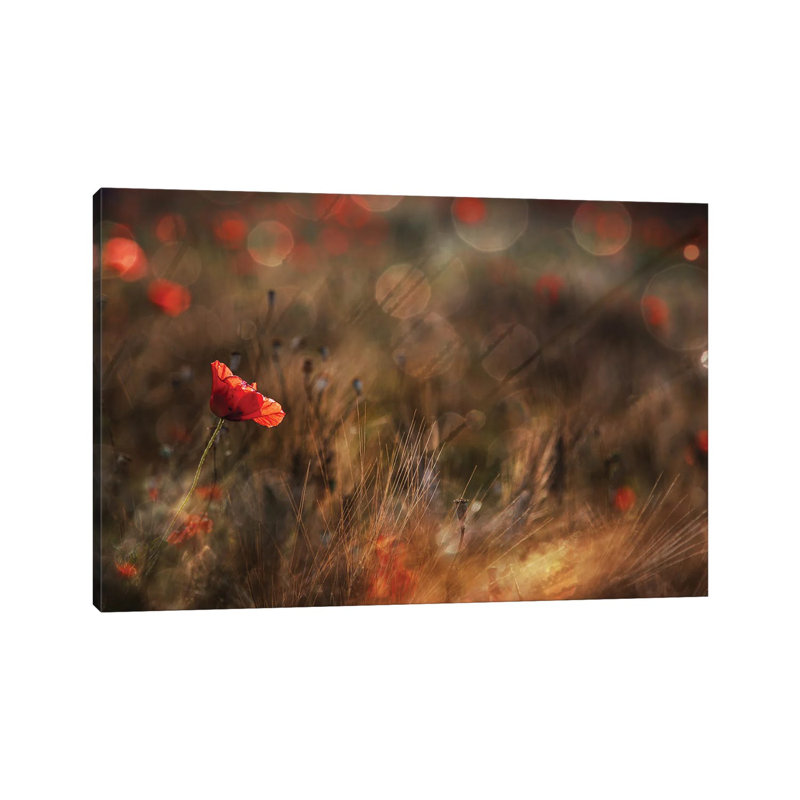Poppy by Nicodemo Quaglia - Wrapped Canvas Print