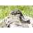 REGIUS BALL PYTHON STATUE